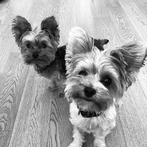 Meet your Posher, Kelly